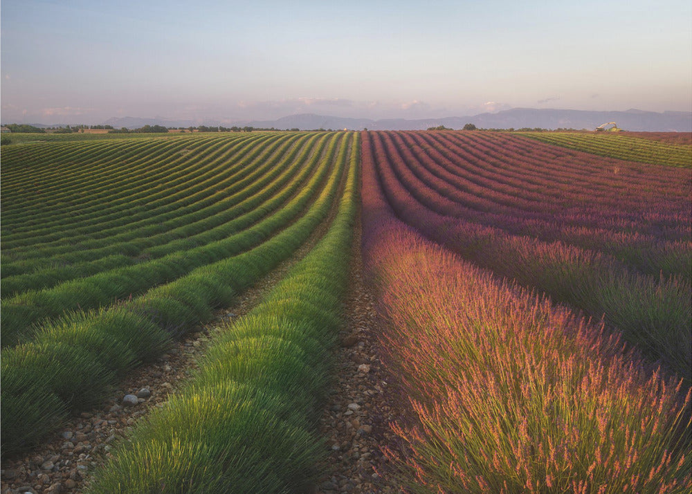 Campo di lavanda | Carta da Parati Fotografica