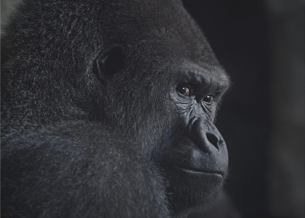 Gorillablick | Fototapeten