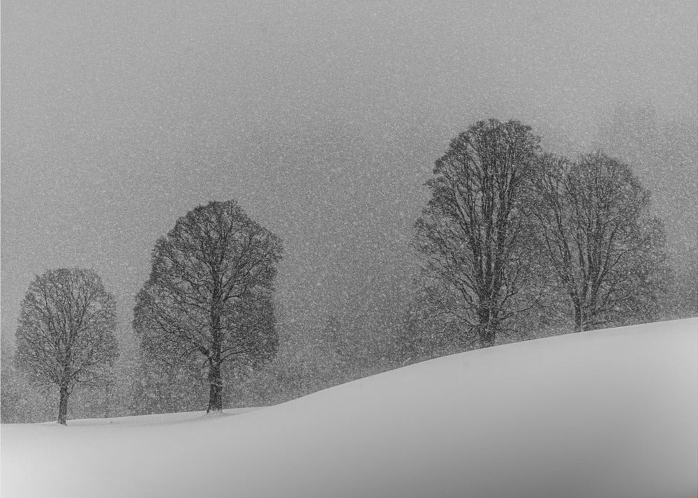 snow white | Canvas