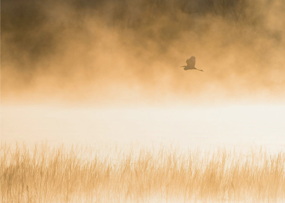 Volo del mattino | Carta da Parati Fotografica