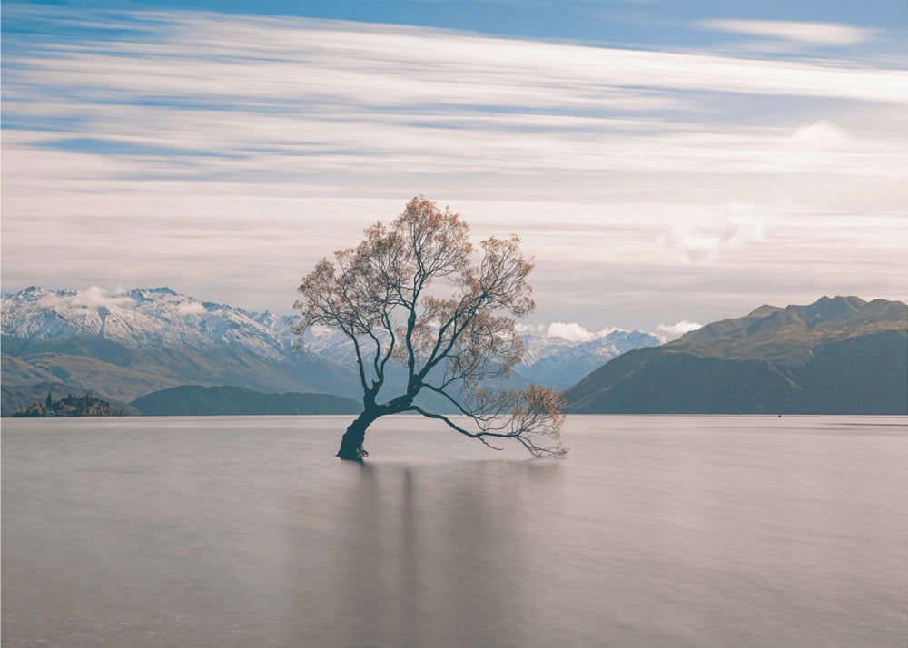 arbre solitaire | Papier Peint Photo
