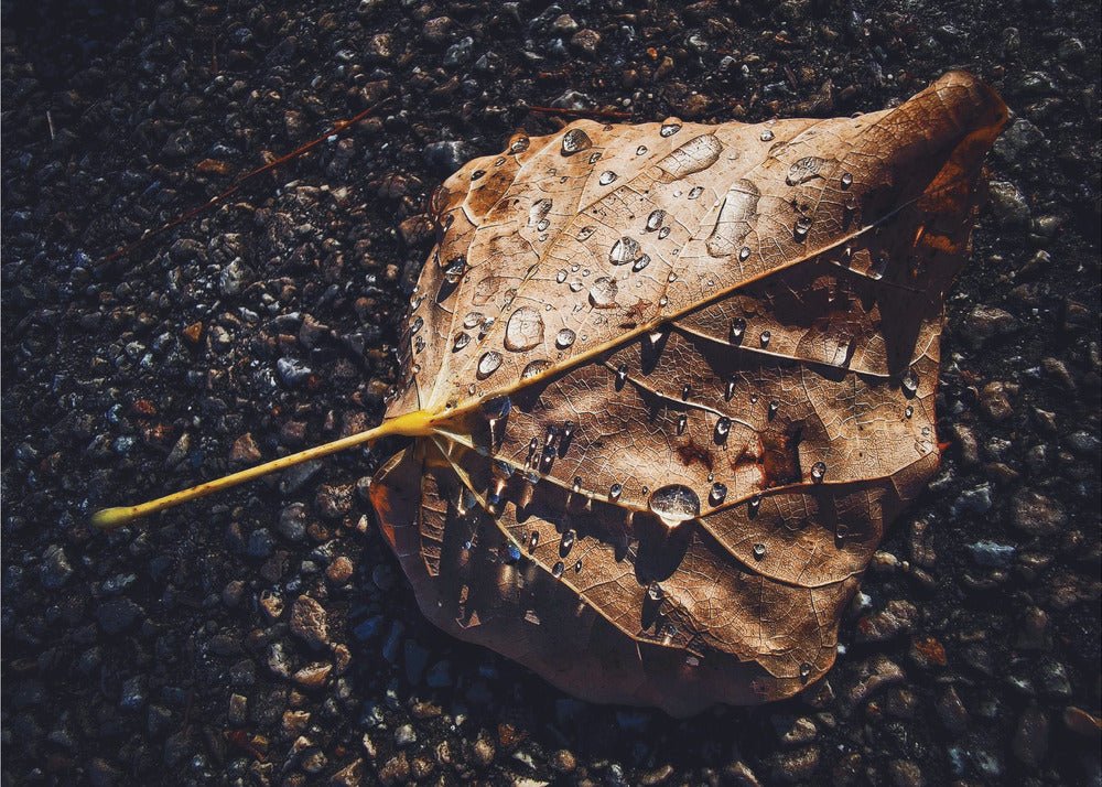 Leaf | Canvas