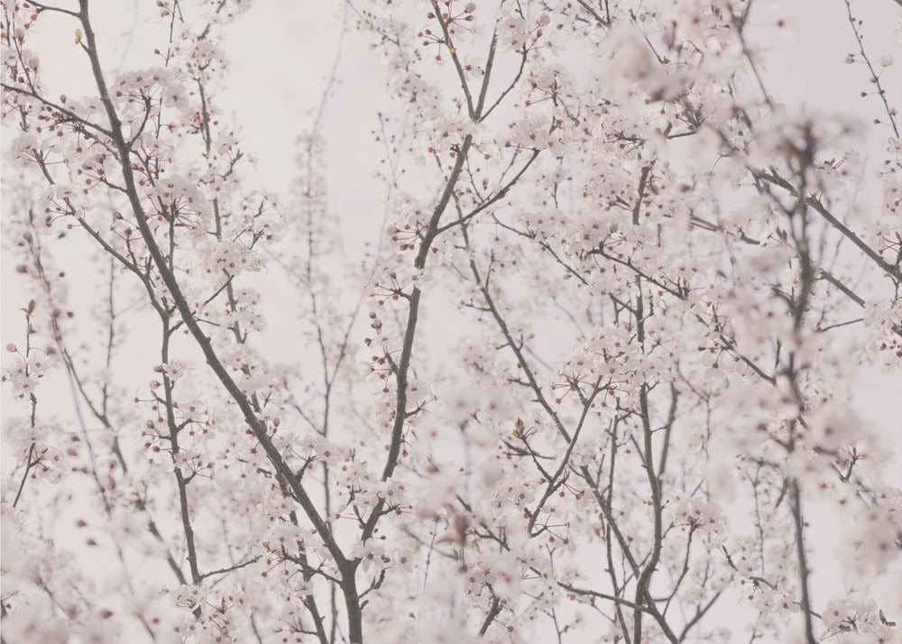 Fleurs de printemps | Papier Peint Photo