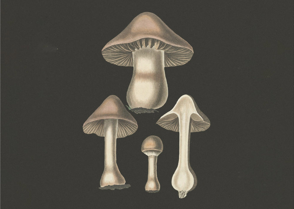 Agaricus bulbosus tumma tausta | Canvastaulut
