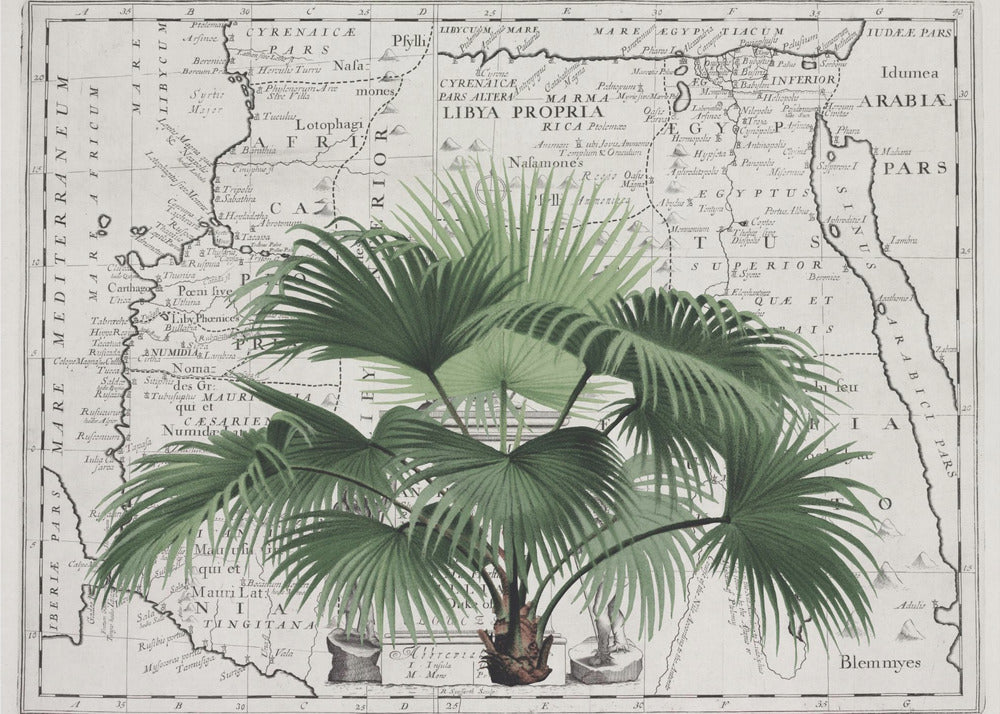 Impero tropicale n. 3 | Carta da Parati Fotografica