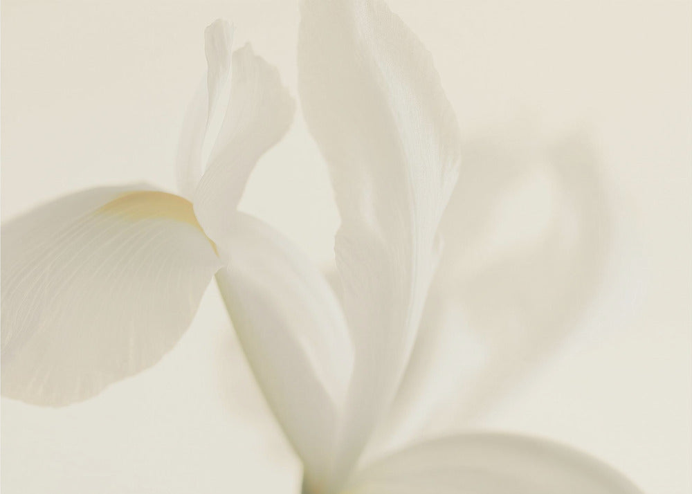 Primo piano del fiore di iris bianco | Carta da Parati Fotografica
