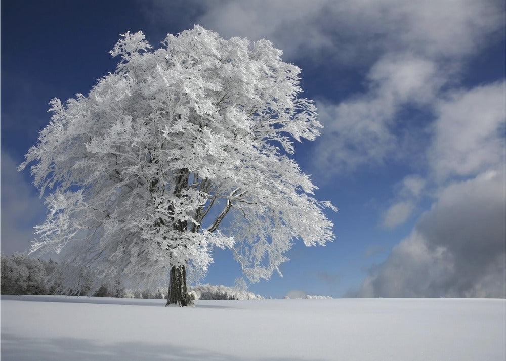 Windbuche bianco nella Foresta Nera | Carta da Parati Fotografica