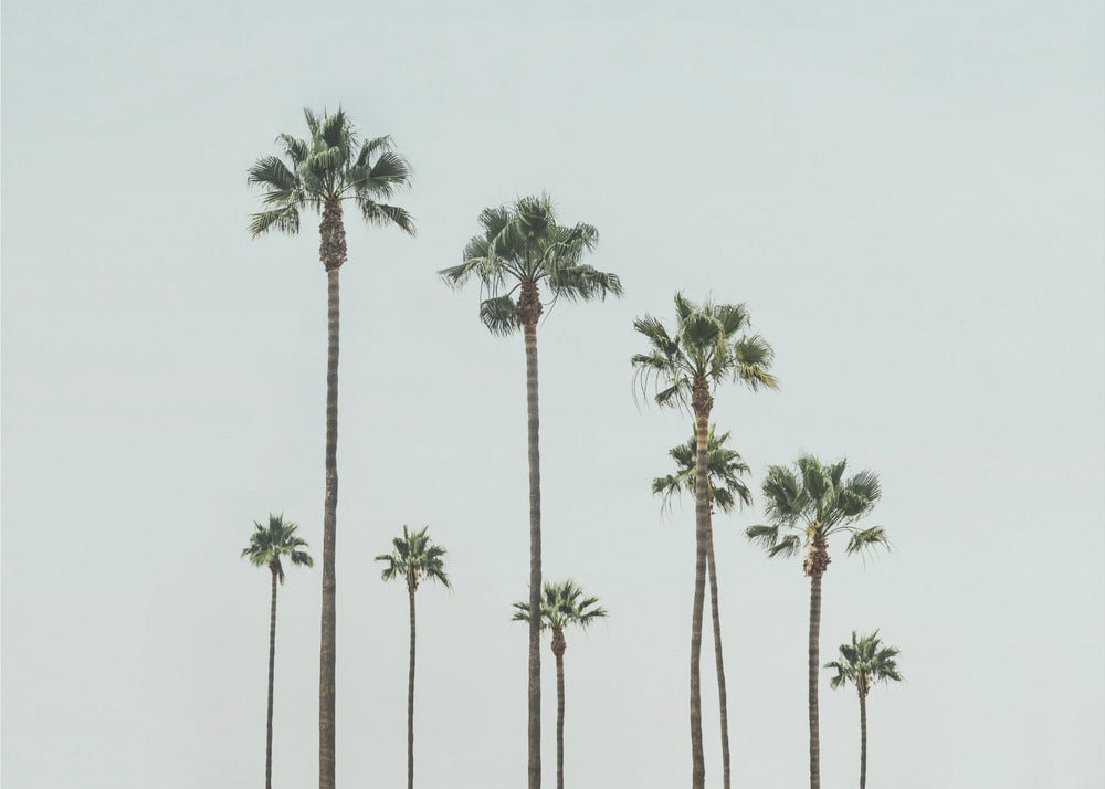 Cali Palms | Leinwand-Bilder