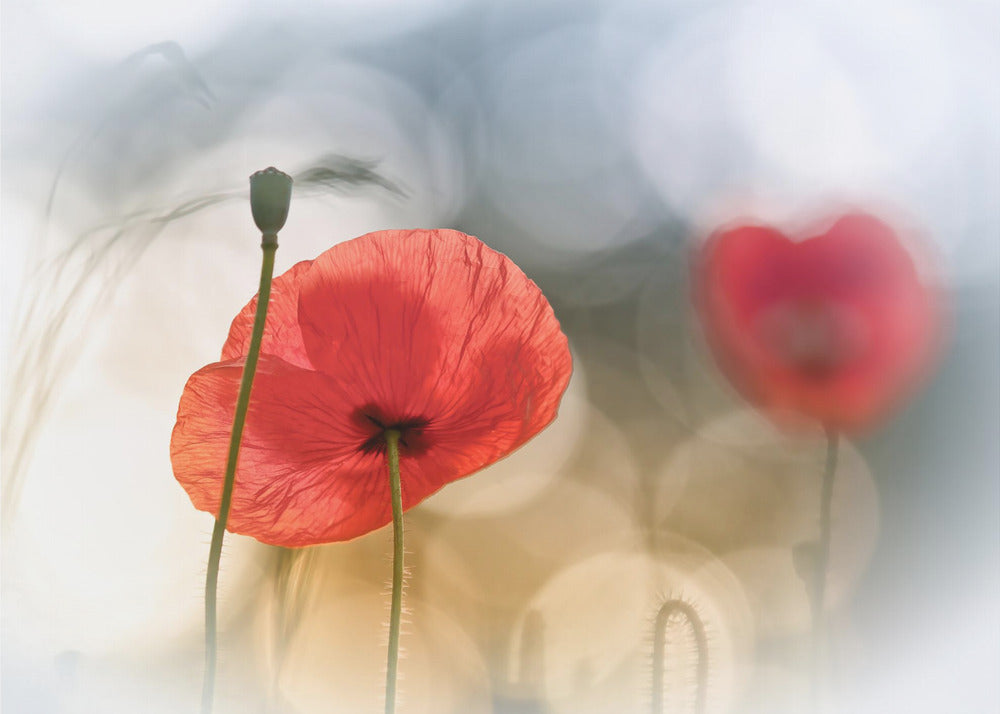 Coquelicots du matin | Papier Peint Photo