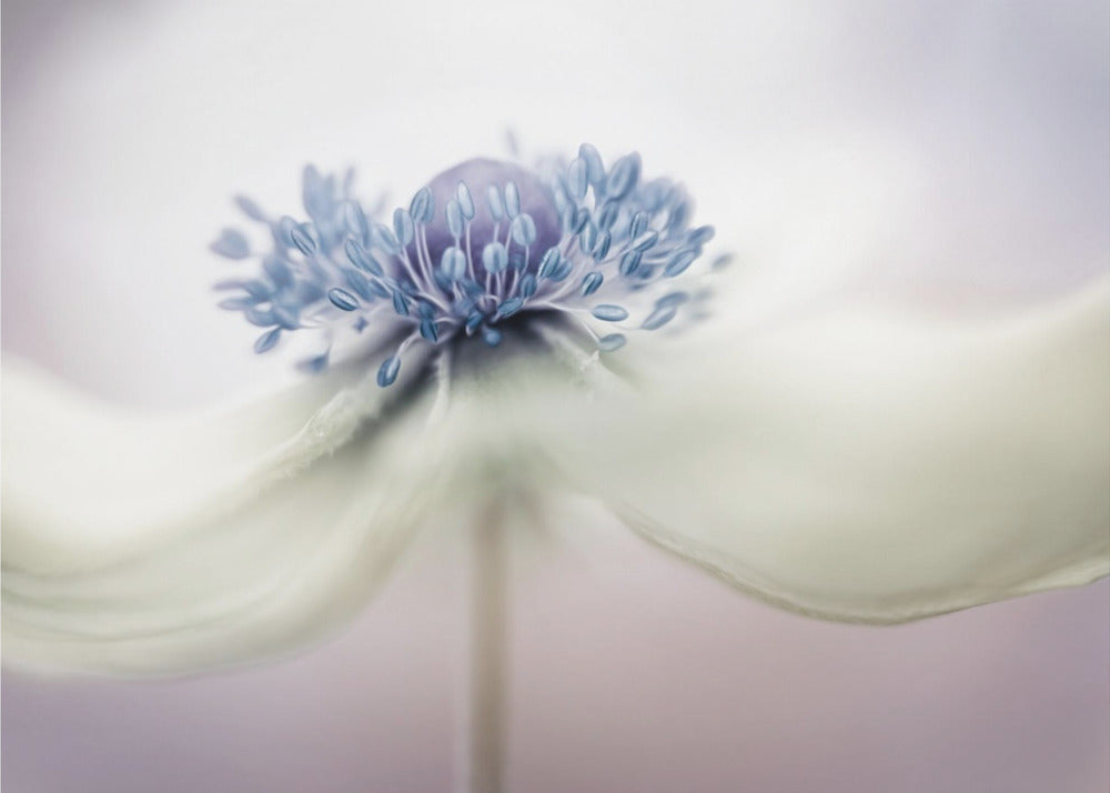 Anemone | Poster - Kunstdruck