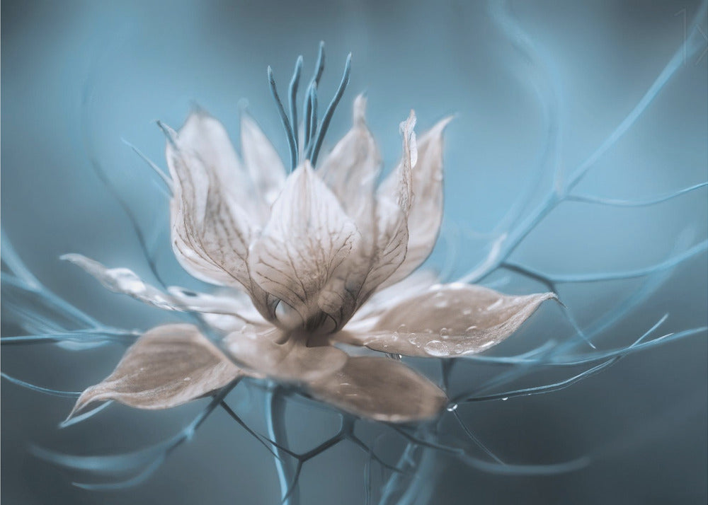 *Nigella* | Papel Pintado Fotográfico