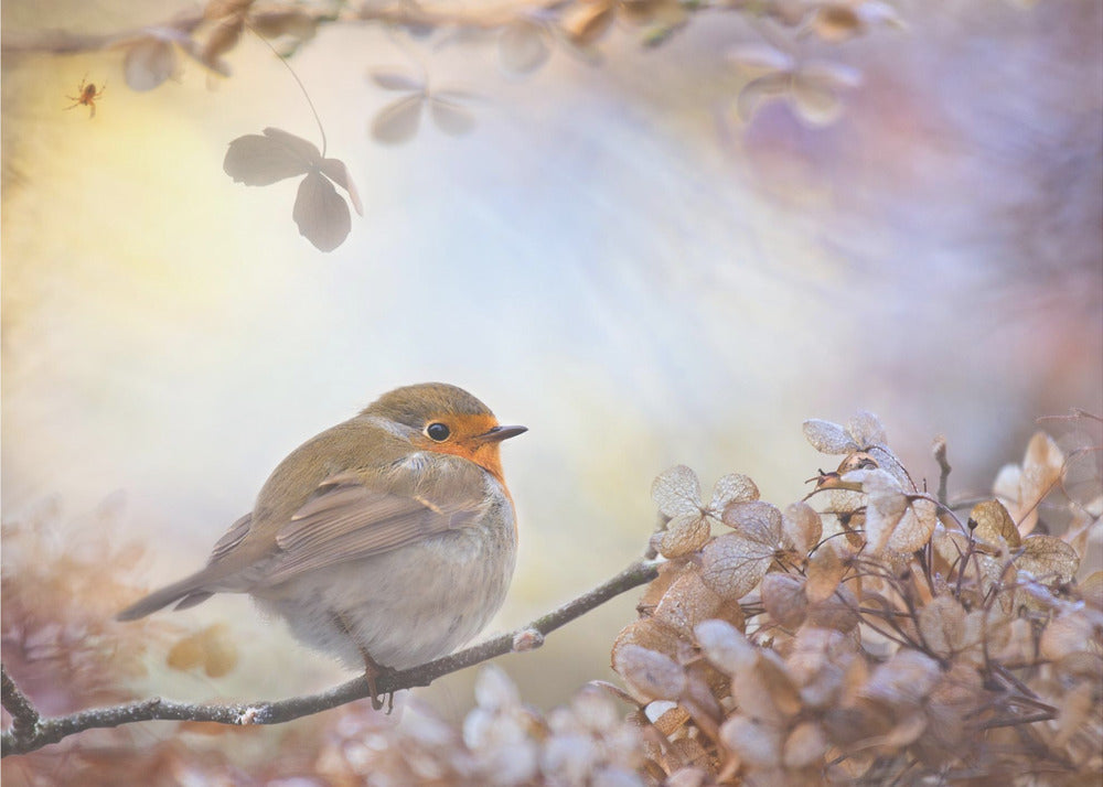 Robin en sueños | Posters - Impresiones de Arte