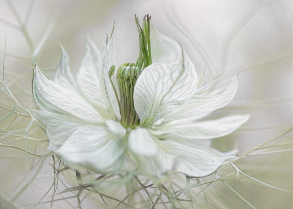Nigella | Carta da Parati Fotografica