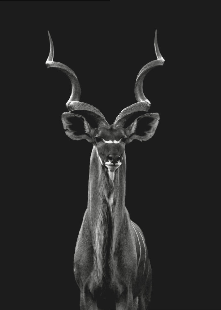 Grote koedoe | Canvasprints