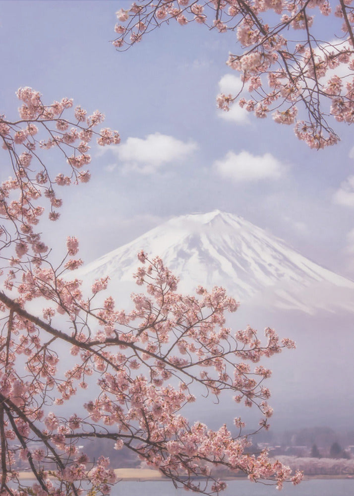 Der Fuji in der Kirschblüte | Leinwand-Bilder