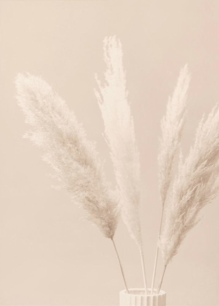 Pampas Grass Beige 05 | Poster