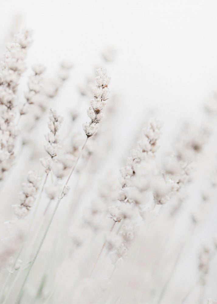 Grass straws | Canvas