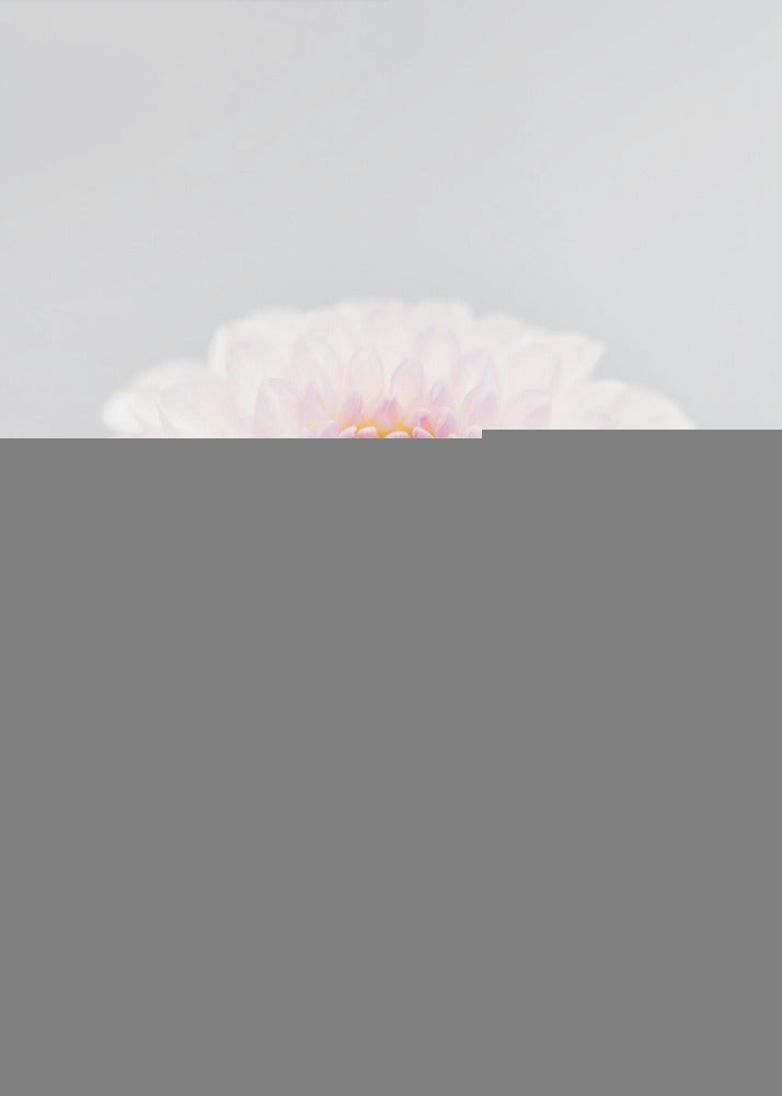 Pink Flower No3 | Poster