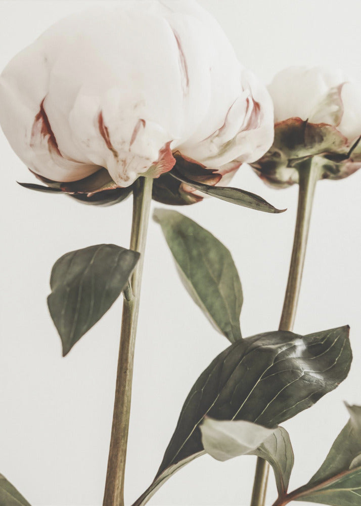 Peony 24 | Canvas