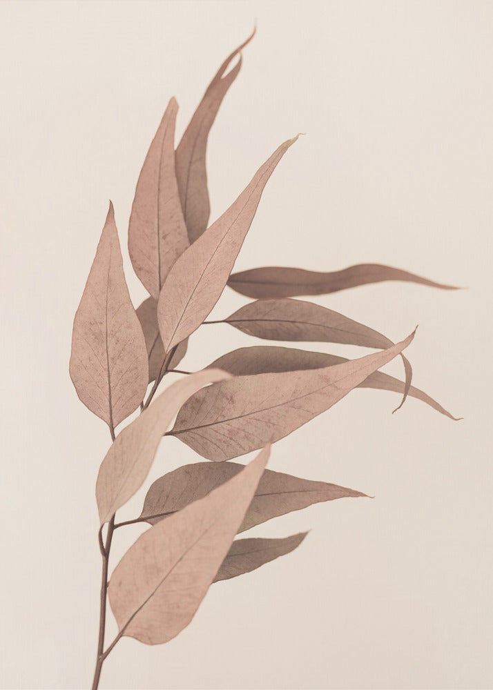 Dried Eucalyptus | Canvas
