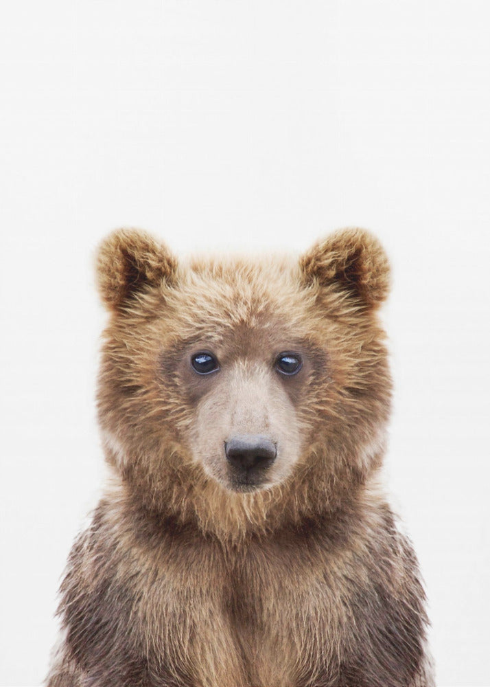 Babybär | Poster - Kunstdruck