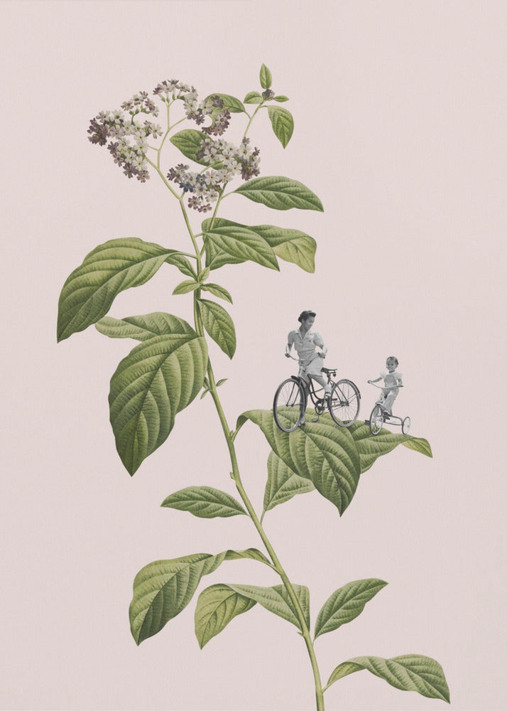 Ciclismo botánico | Posters - Impresiones de Arte