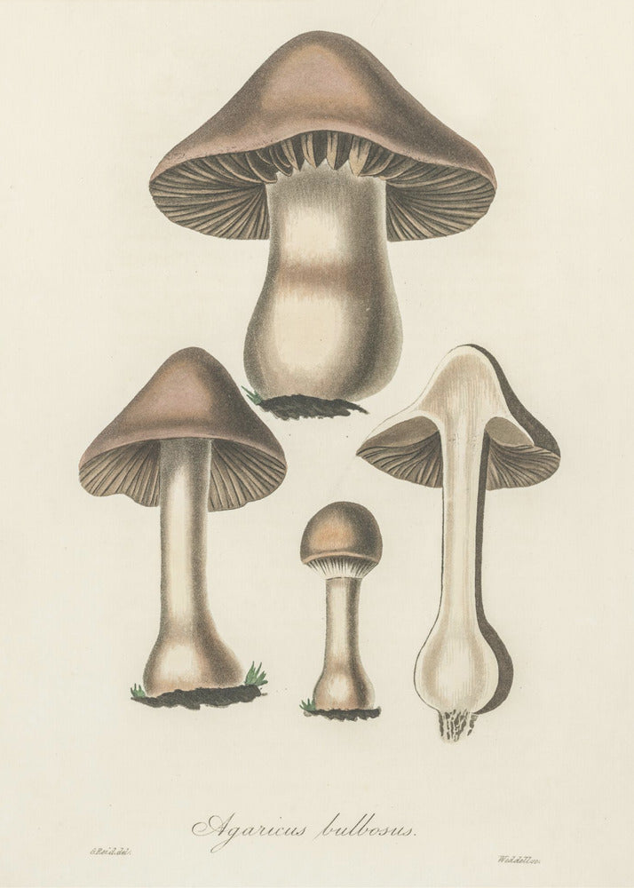 Illustrazione di Agaricus Bulbosus. Botanica medica 1836 | Stampe su Tela
