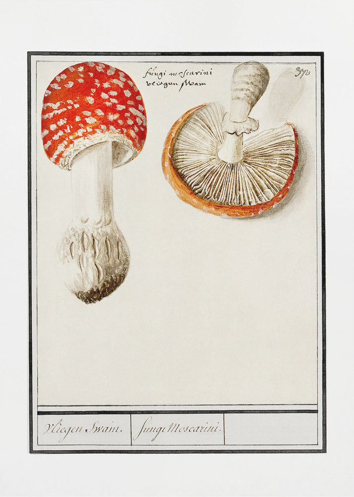 Agarico di mosca, Amanita Muscaria | Stampe su Tela