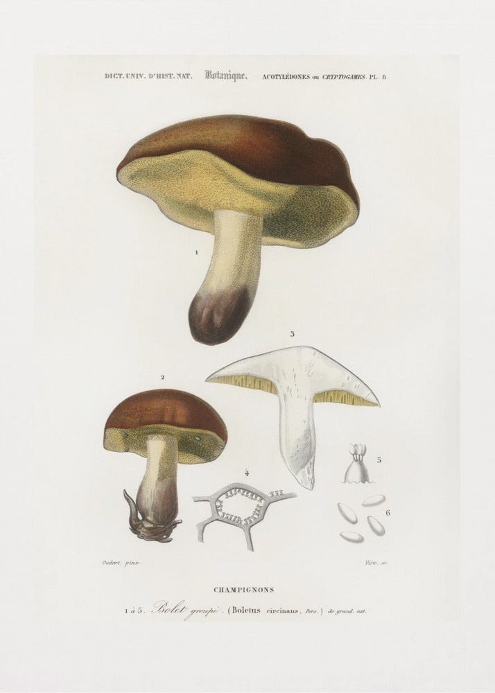 Svamp (boletus circinans) | Canvas