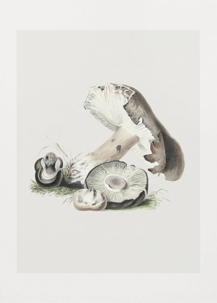 Vintage Agaricus Augustus Grzyb 50x70 | Wydruki na łótnie