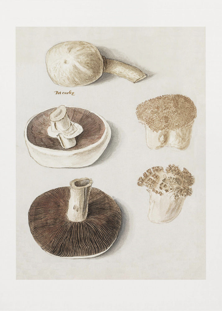 Seta de prado común, Agaricus Campestris de pie | Impresiones en Lienzo