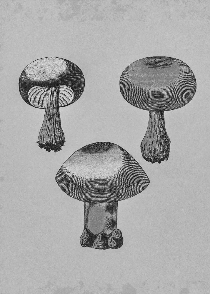 Violet Webcap-svamp | Lærredsbilleder