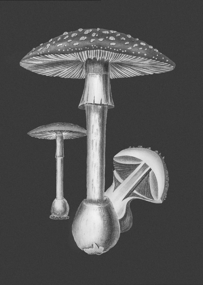 Amanita Muscaria Sfondo scuro BW | Stampe su Tela