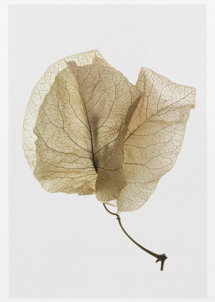 Bougainvillea-studie nr. 3 | Lærredsbilleder