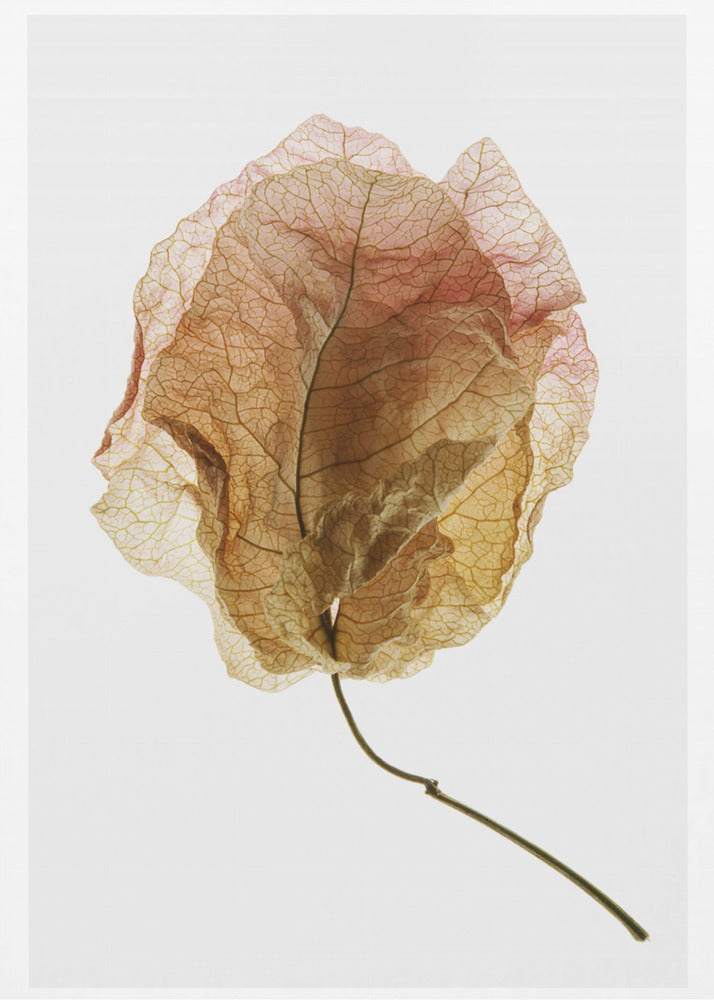 Bougainvillea Study No6 | Canvas