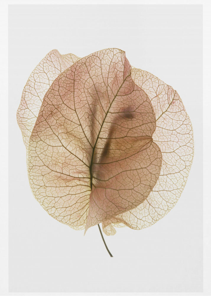 Bougainvillea Study No7 | Canvas