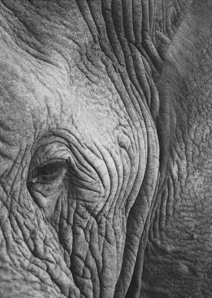 Elephant Study | Canvas
