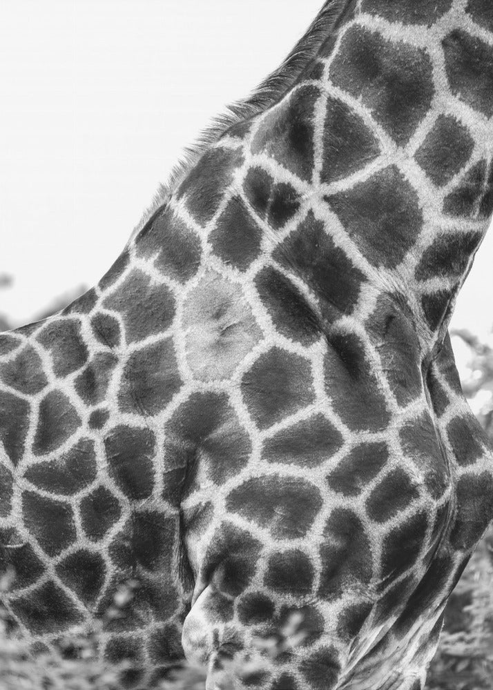 Super Safari n° 3 | Tableaux sur Toile