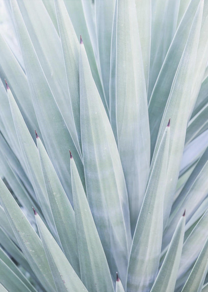Azure Agave Dance | Poster