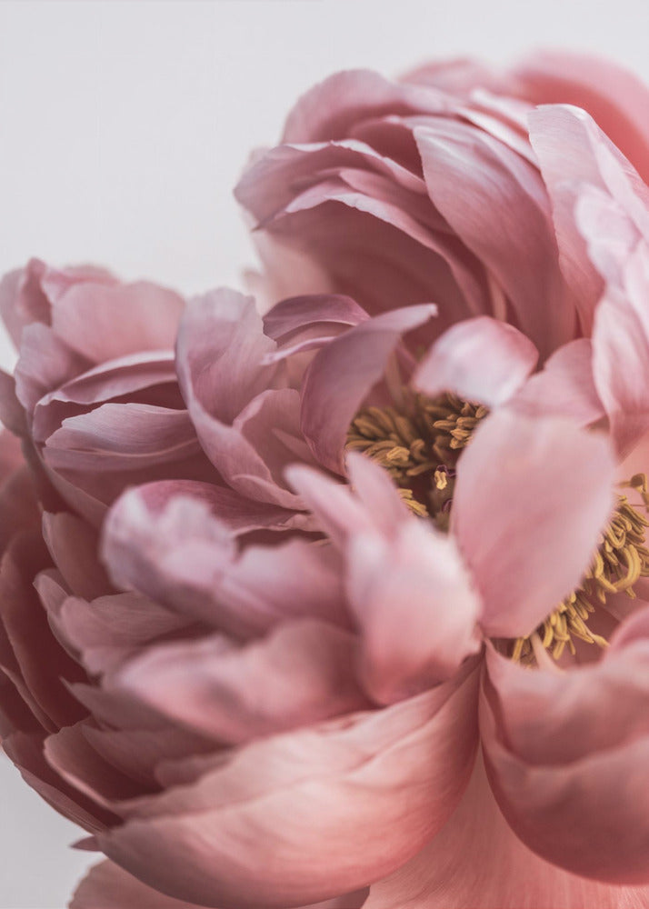 Peony | Canvas