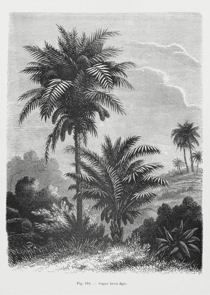Disegno di palma d'epoca V | Stampe su Tela