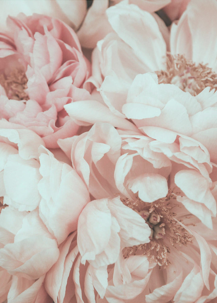 Mix di fiori | Stampe su Tela