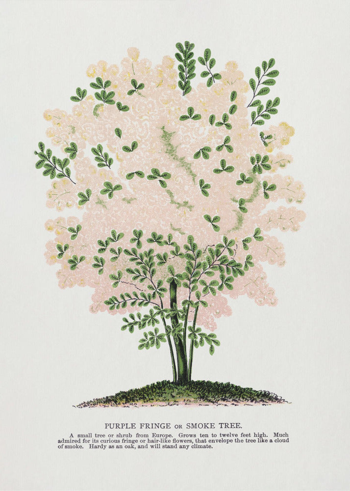 Purple Fringe Tree Lithograph | Canvas