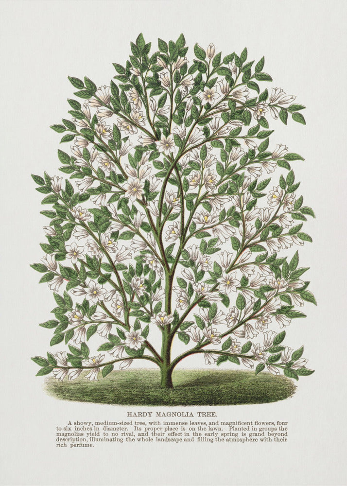 Lithografie des winterharten Magnolienbaums | Leinwand-Bilder