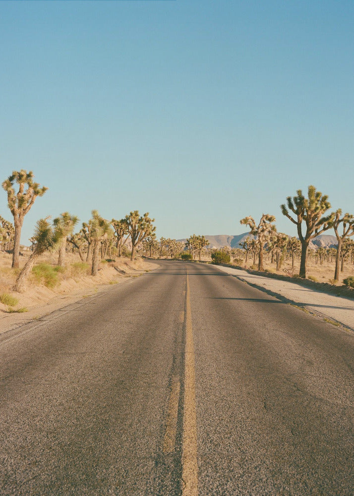 Strada di Joshua Tree II | Stampe su Tela