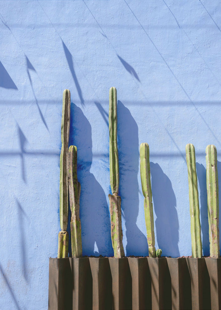 Hohe Kakteen | Reisefotografie in Oaxaca, Mexiko | Leinwand-Bilder