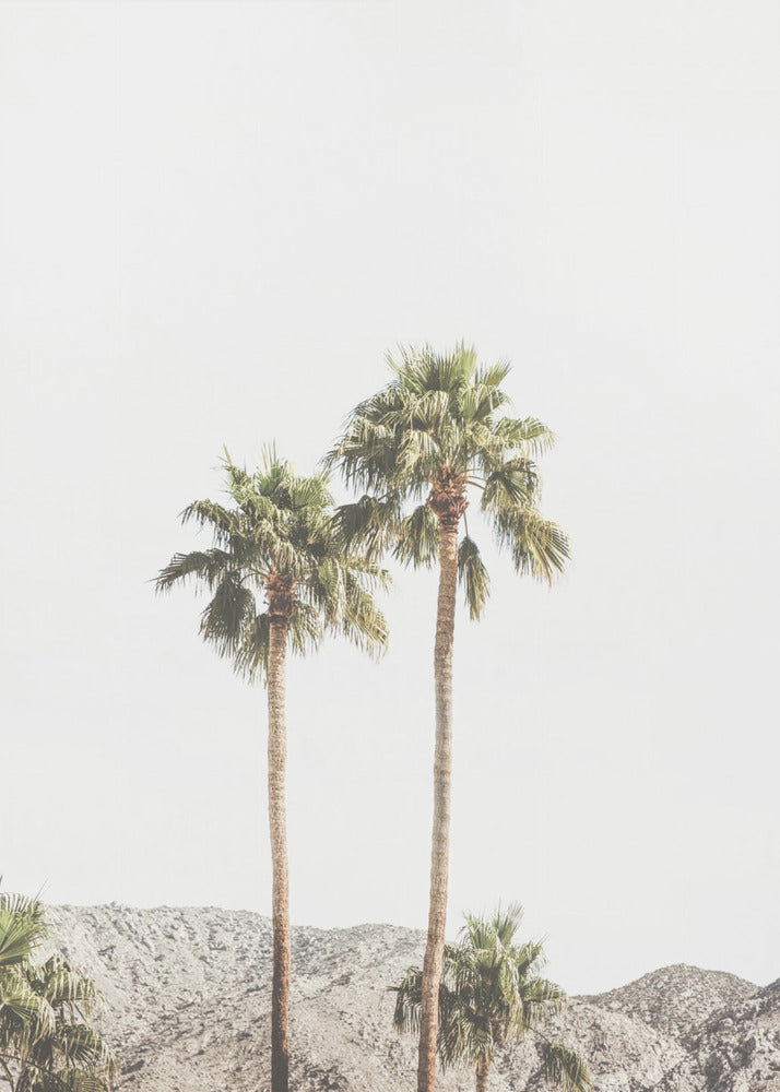 Palmy w Palm Springs | Wydruki na łótnie