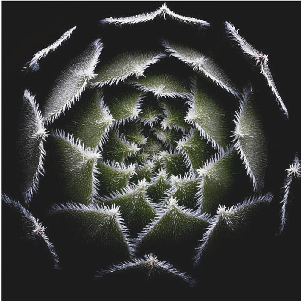 Sempervivum-roset | Lærredsbilleder