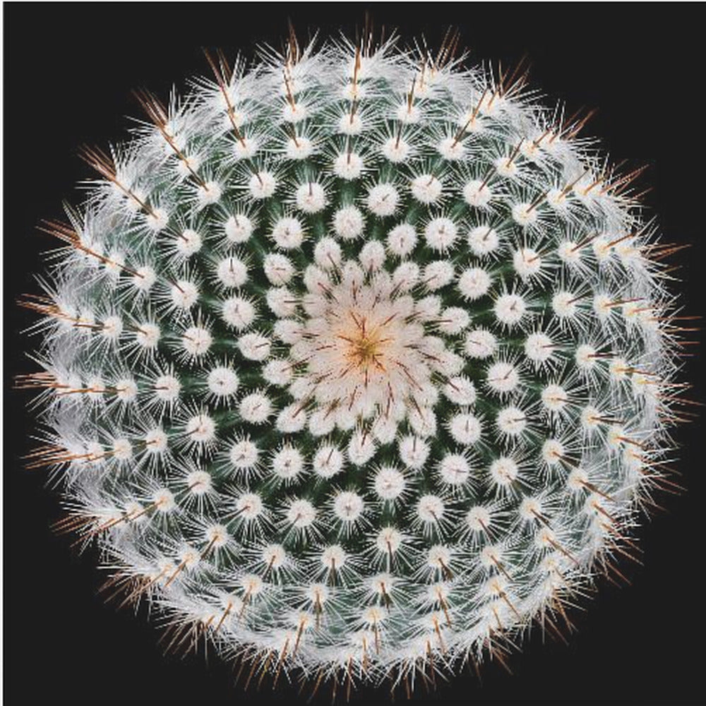 Notocactus scopa | Leinwand-Bilder