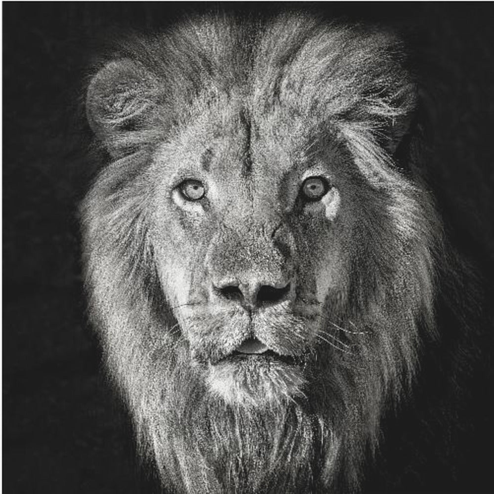 Leijonan muotokuva - Panthera Leo | Canvastaulut